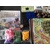 Railroad Tycoon